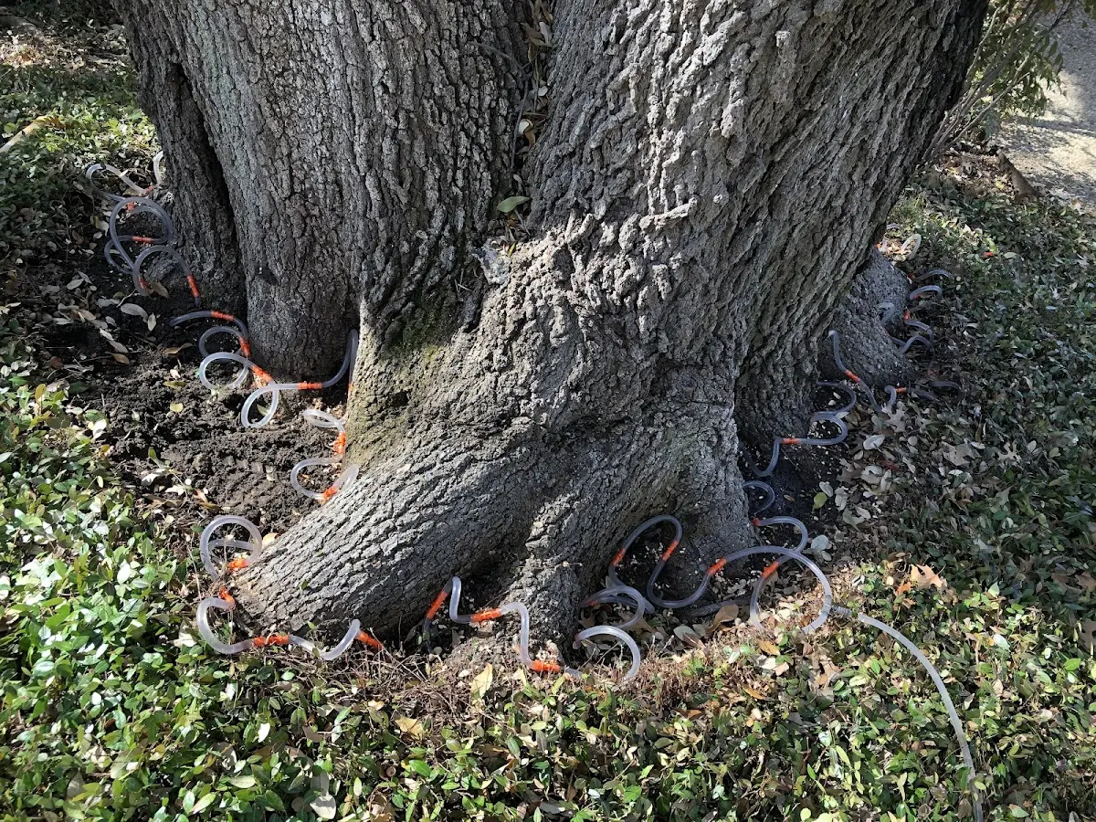 Detailed Tree Cabling and Bracing job site in Eastlake Weir