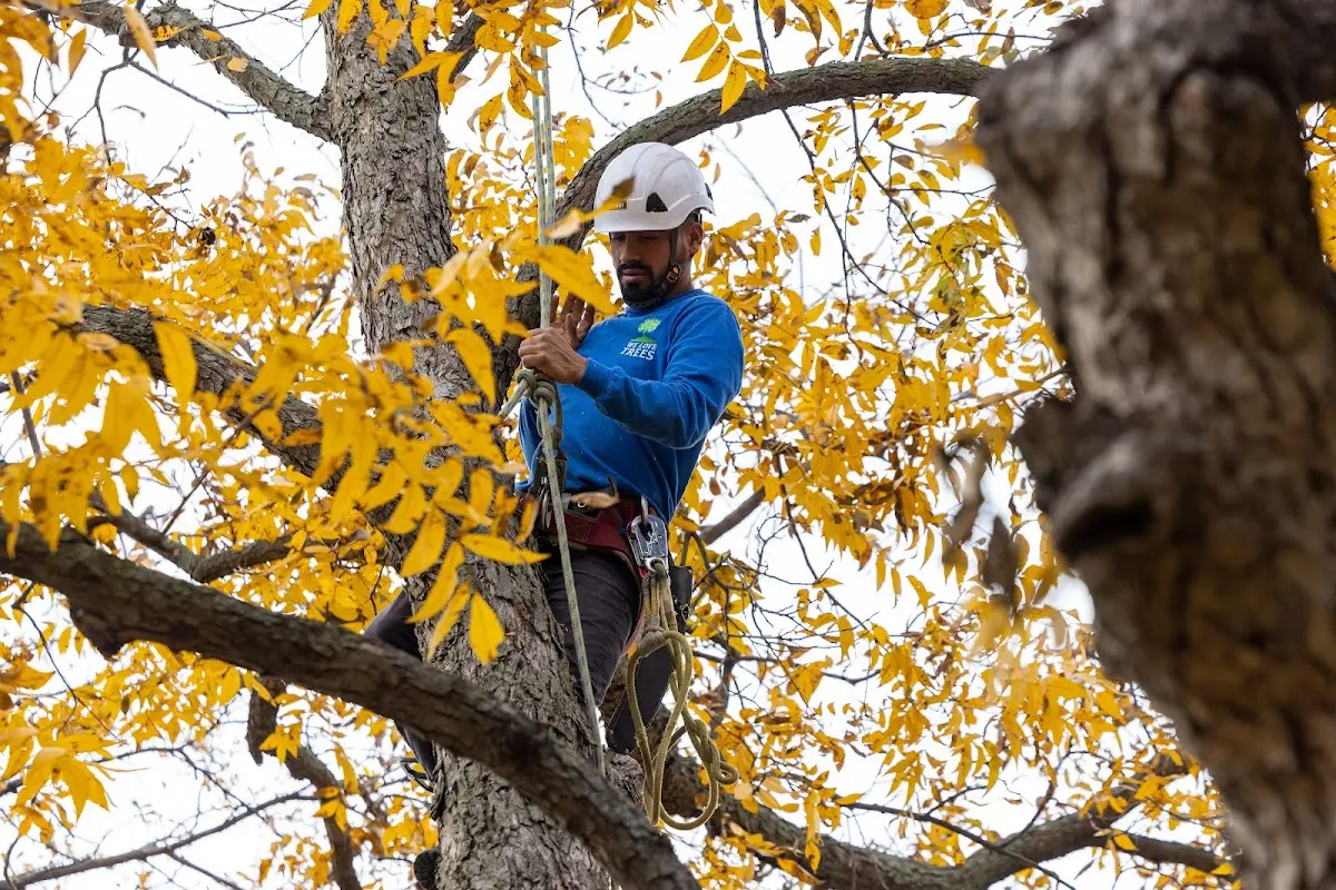 Skilled Tree Pruning crew working in Eastlake Weir