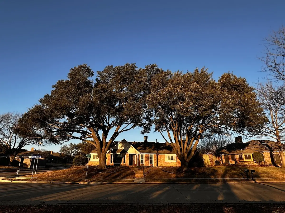 Established residential canopy tree shading a home in Eastlake Weir